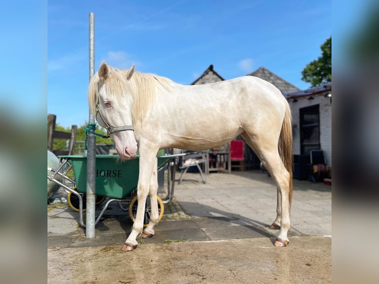 Lusitanien Étalon 3 Ans 160 cm Perlino in Woldendorp