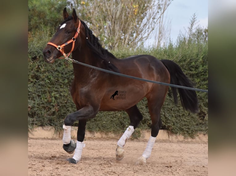 Lusitanien Étalon 3 Ans 161 cm Bai in Mallorca