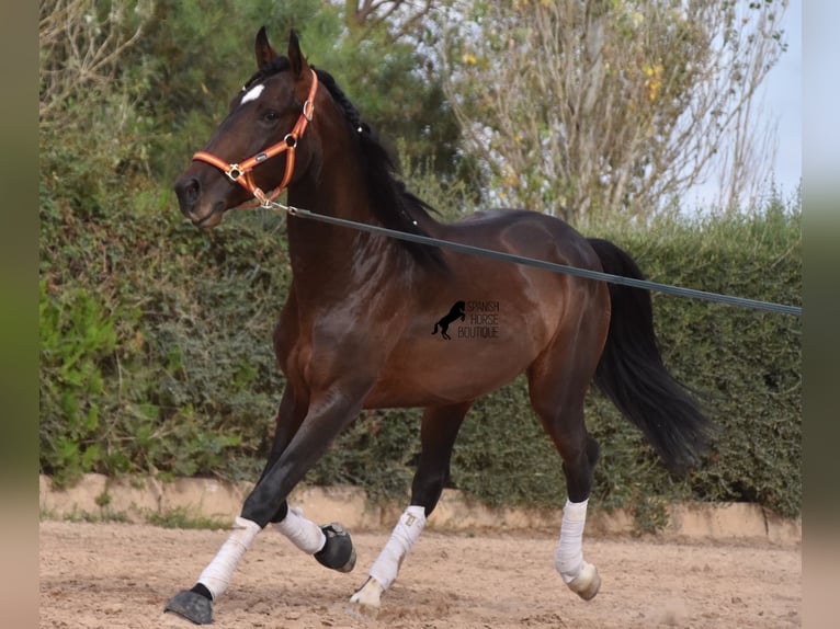 Lusitanien Étalon 3 Ans 161 cm Bai in Mallorca