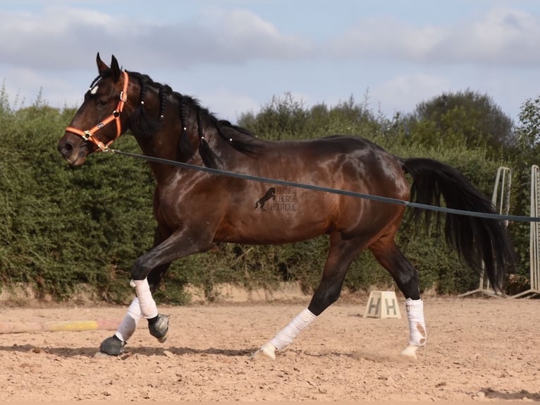 Lusitanien Étalon 3 Ans 161 cm Bai in Mallorca