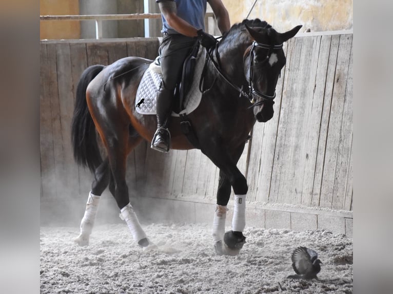 Lusitanien Étalon 3 Ans 161 cm Bai in Mallorca