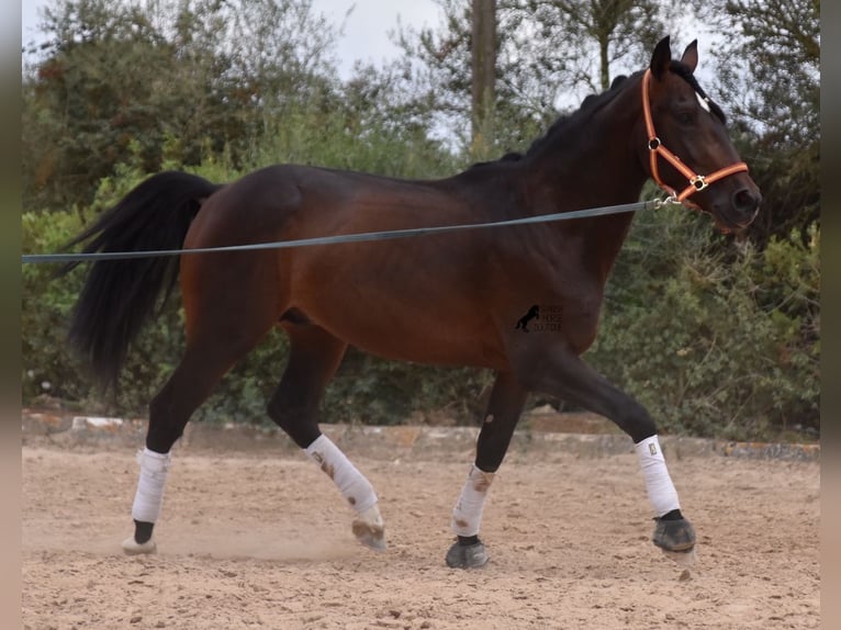 Lusitanien Étalon 3 Ans 161 cm Bai in Mallorca