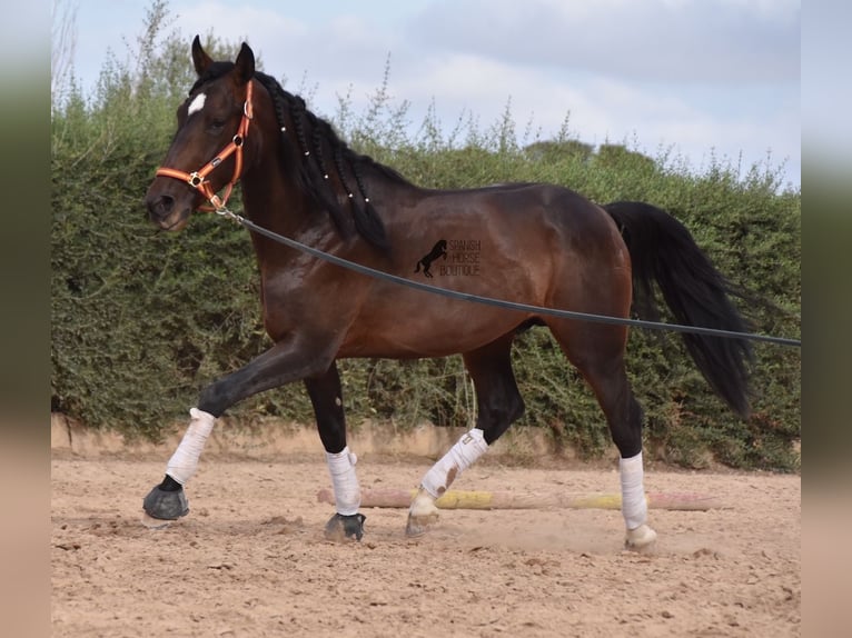 Lusitanien Étalon 3 Ans 161 cm Bai in Mallorca