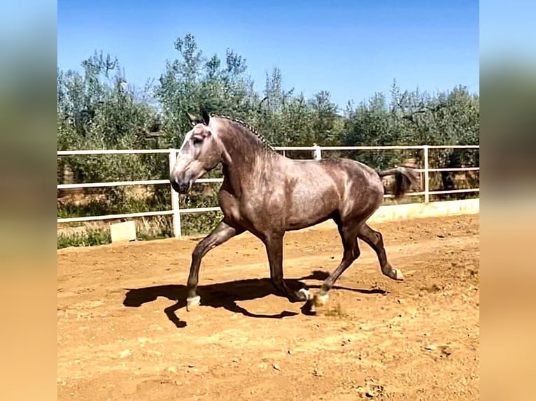 Lusitanien Étalon 3 Ans 161 cm Gris (bai-dun) in Huelca