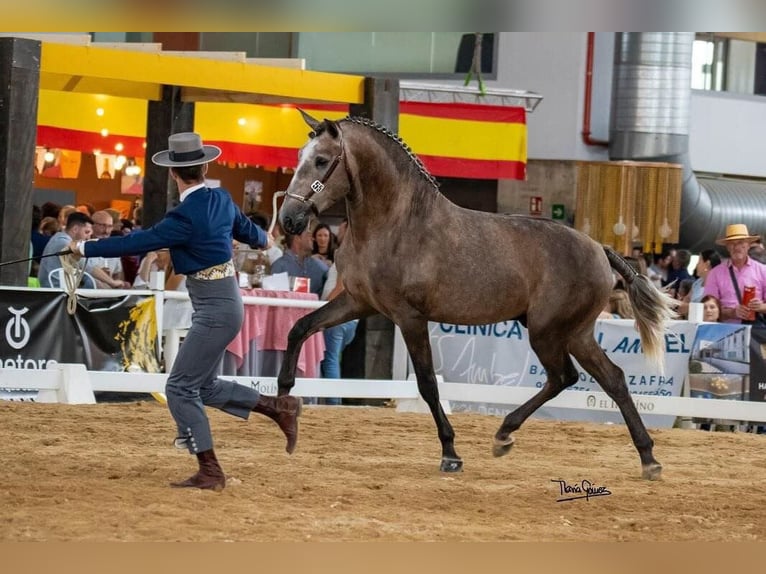 Lusitanien Étalon 3 Ans 161 cm Gris (bai-dun) in Huelca