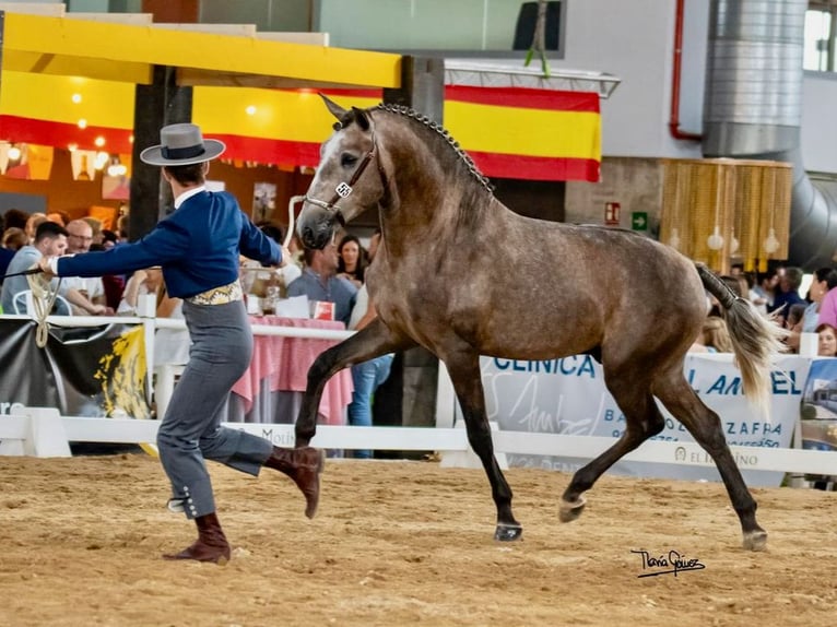 Lusitanien Étalon 3 Ans 161 cm Gris in Navas Del Madroño