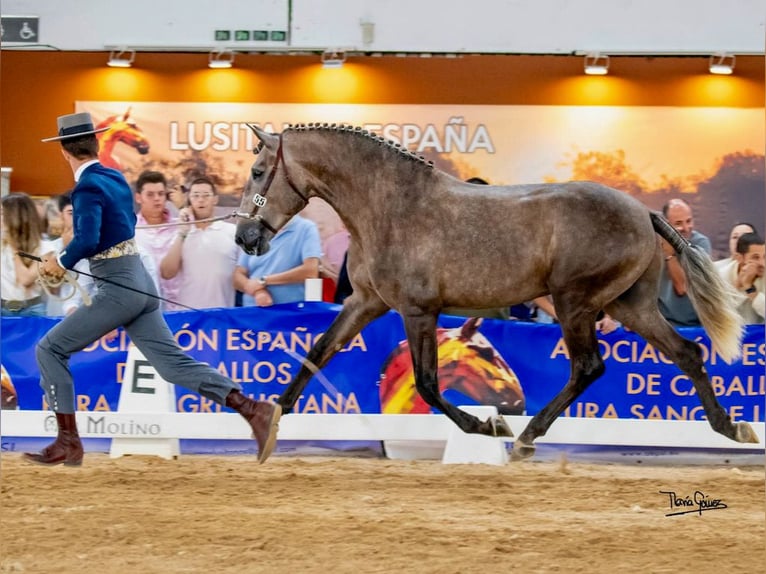 Lusitanien Étalon 3 Ans 161 cm Gris in Navas Del Madroño