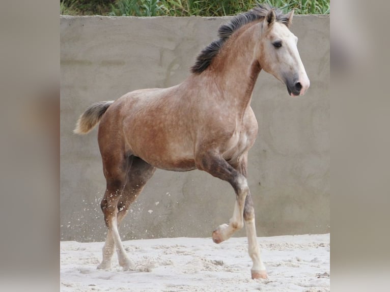 Lusitanien Étalon 3 Ans 161 cm Gris in Cadriceira