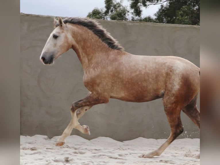 Lusitanien Étalon 3 Ans 161 cm Gris in Cadriceira