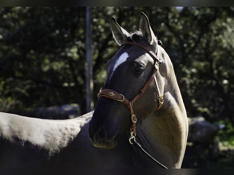 Lusitanien Étalon 3 Ans 161 cm Grullo in MADRID