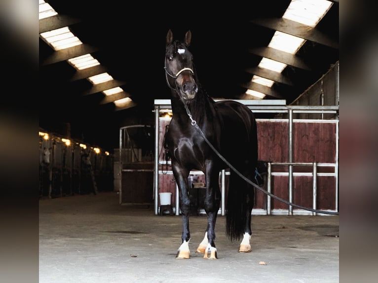 Lusitanien Croisé Étalon 3 Ans 162 cm Bai brun in Heuvelland