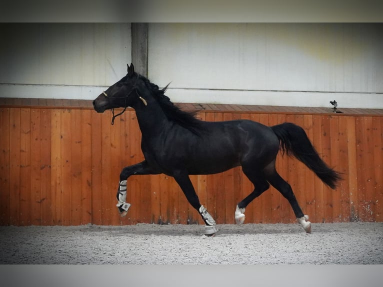 Lusitanien Croisé Étalon 3 Ans 162 cm Bai brun in Heuvelland