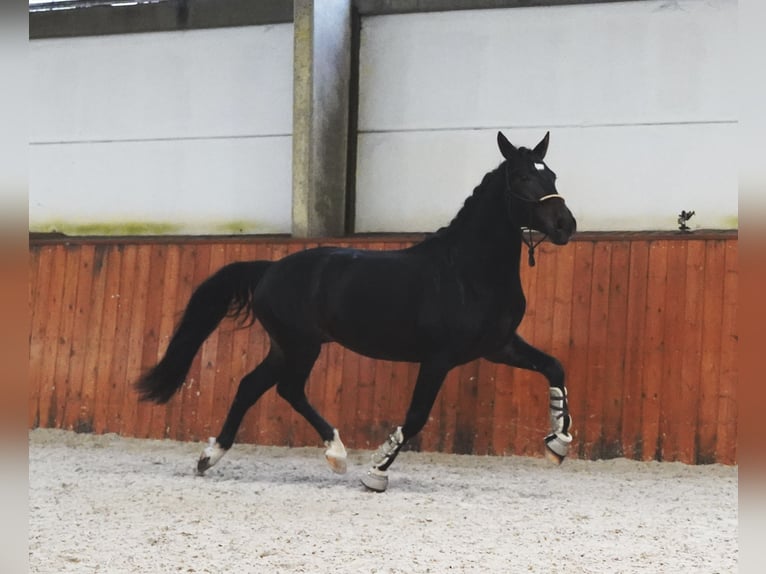 Lusitanien Croisé Étalon 3 Ans 162 cm Bai brun in Heuvelland