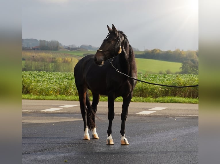 Lusitanien Croisé Étalon 3 Ans 162 cm Bai brun in Heuvelland