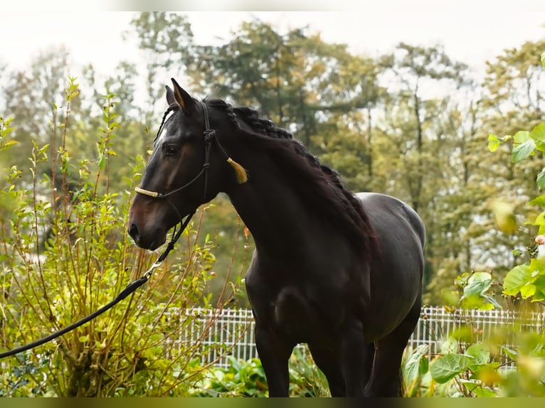 Lusitanien Croisé Étalon 3 Ans 162 cm Bai brun in Heuvelland