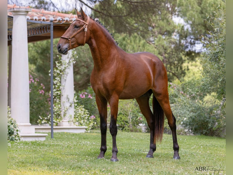 Lusitanien Étalon 3 Ans 162 cm Bai in St. Estevao