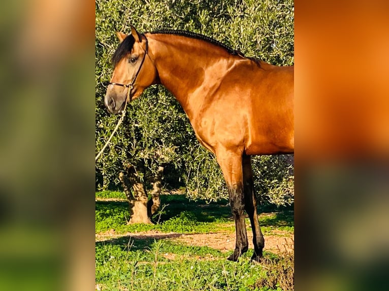 Lusitanien Étalon 3 Ans 162 cm Buckskin in Martfeld