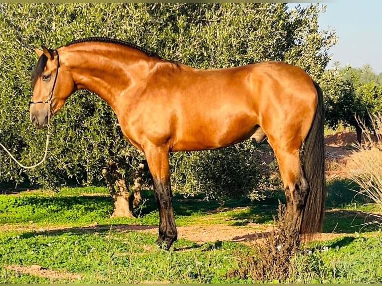 Lusitanien Étalon 3 Ans 162 cm Buckskin in Martfeld