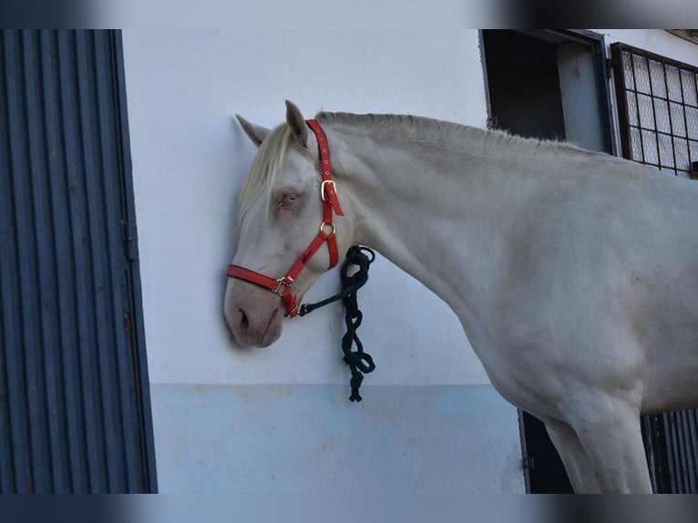 Lusitanien Étalon 3 Ans 162 cm Cremello in Caceres