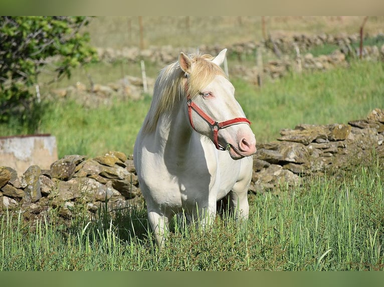 Lusitanien Étalon 3 Ans 162 cm Cremello in Caceres