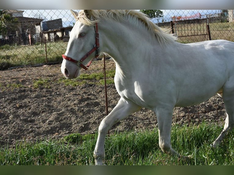 Lusitanien Étalon 3 Ans 162 cm Cremello in Caceres