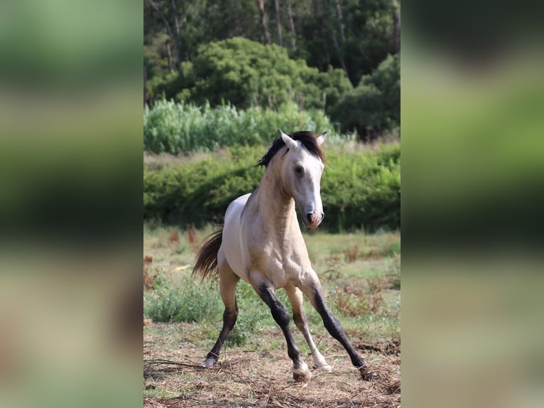 Lusitanien Étalon 3 Ans 162 cm Gris (bai-dun) in Rio Maior