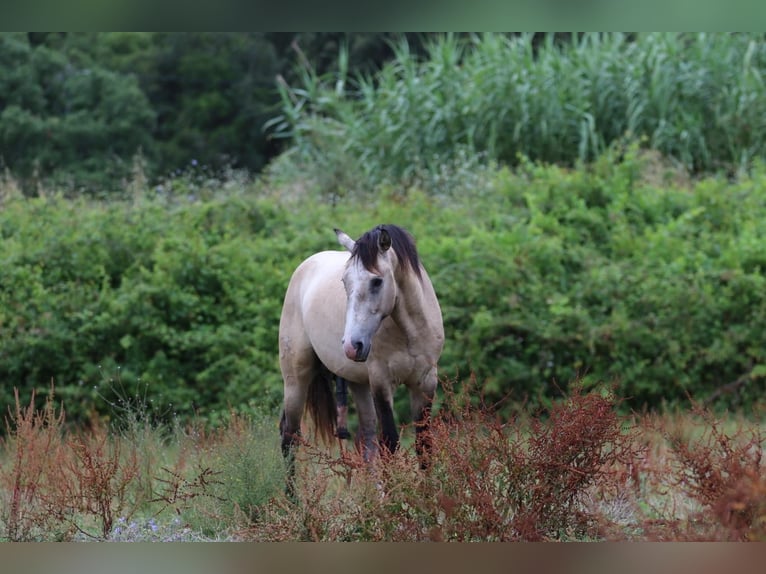 Lusitanien Étalon 3 Ans 162 cm Gris (bai-dun) in Rio Maior