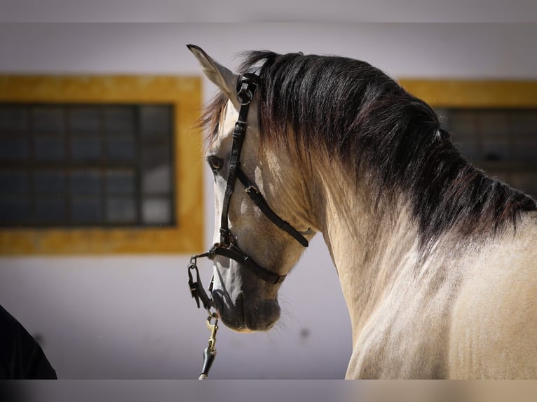 Lusitanien Étalon 3 Ans 162 cm Gris (bai-dun) in Rio Maior