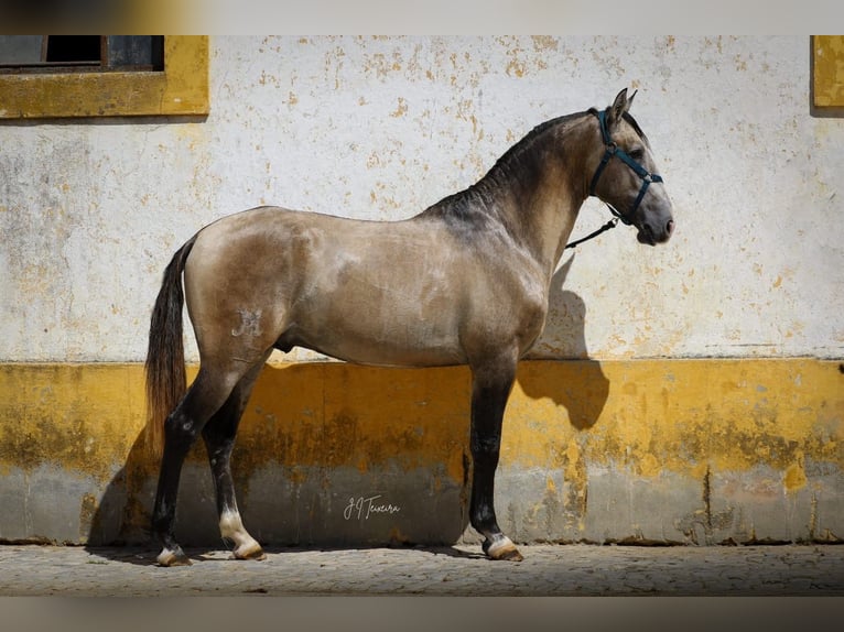 Lusitanien Étalon 3 Ans 162 cm Gris (bai-dun) in Rio Maior