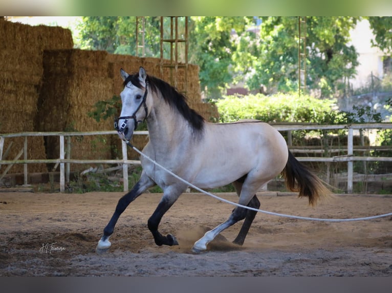 Lusitanien Étalon 3 Ans 162 cm Gris (bai-dun) in Rio Maior