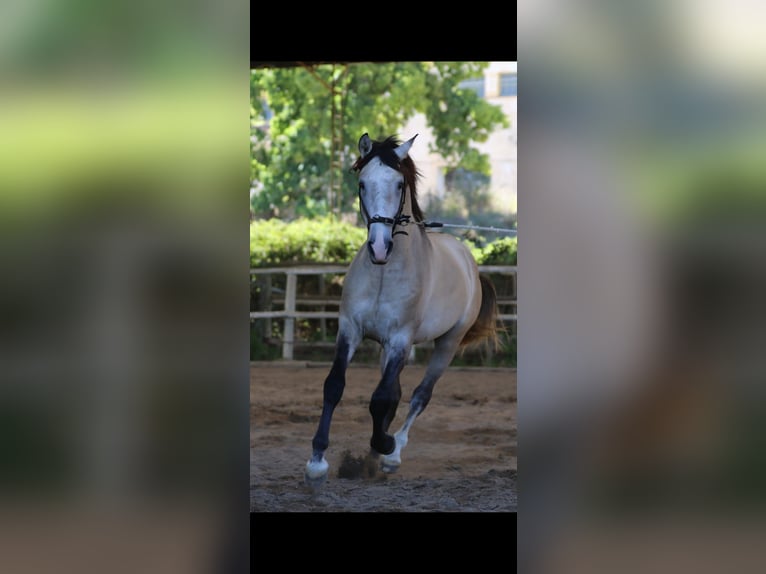 Lusitanien Étalon 3 Ans 162 cm Gris (bai-dun) in Rio Maior