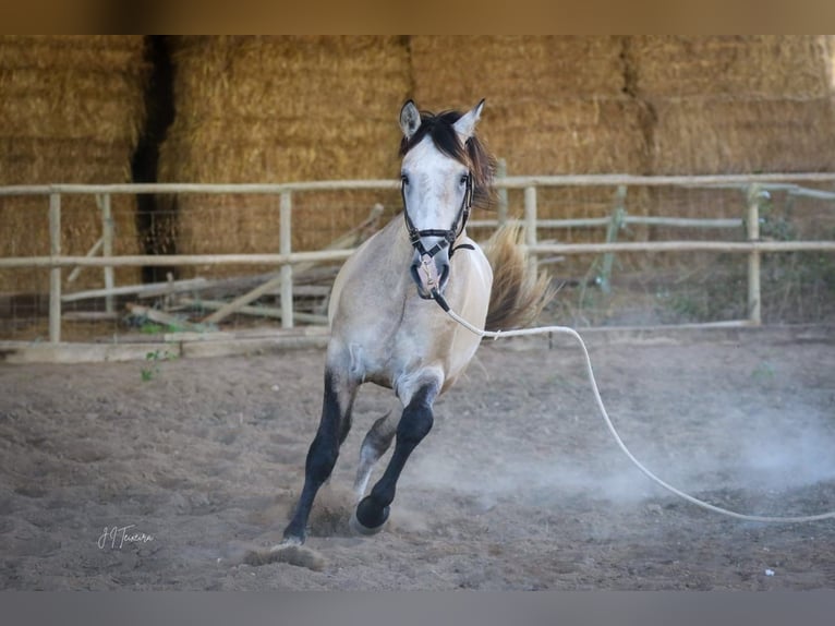 Lusitanien Étalon 3 Ans 162 cm Gris (bai-dun) in Rio Maior