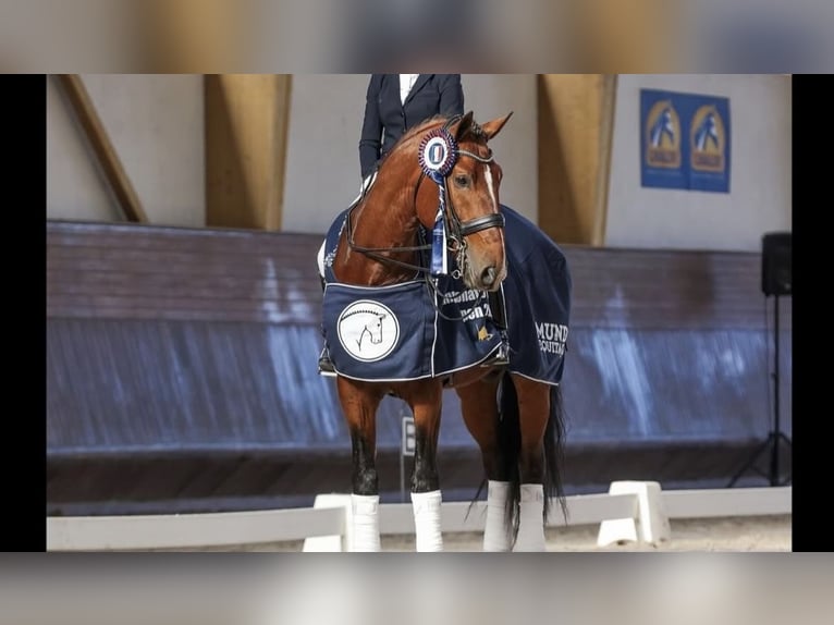 Lusitanien Étalon 3 Ans 162 cm Gris in Las Pi&#xF1;as