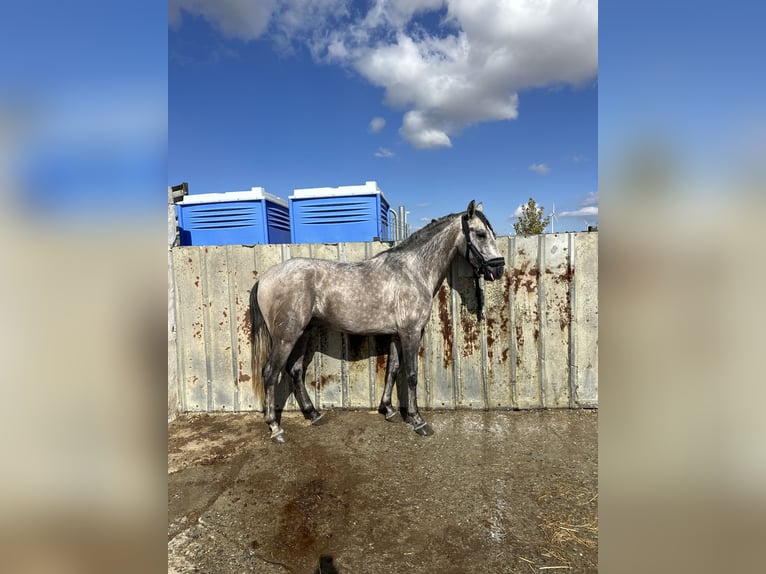 Lusitanien Étalon 3 Ans 162 cm Gris in Las Pi&#xF1;as