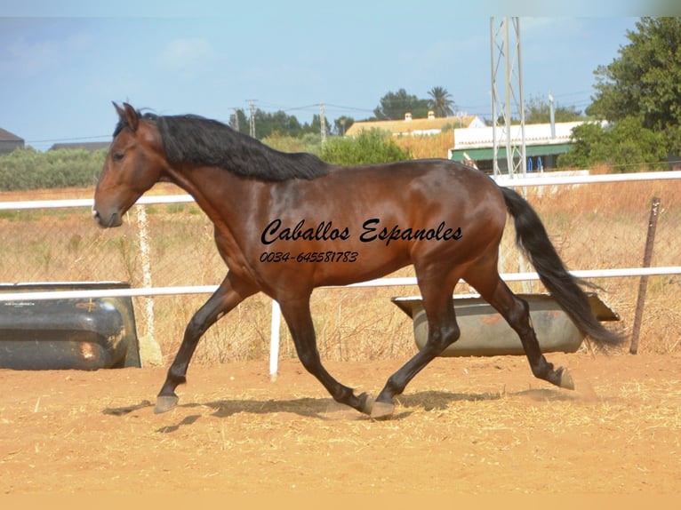 Lusitanien Étalon 3 Ans 163 cm Bai brun in Vejer de la Frontera