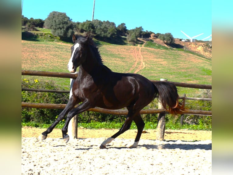 Lusitanien Étalon 3 Ans 163 cm Buckskin in Ribamar