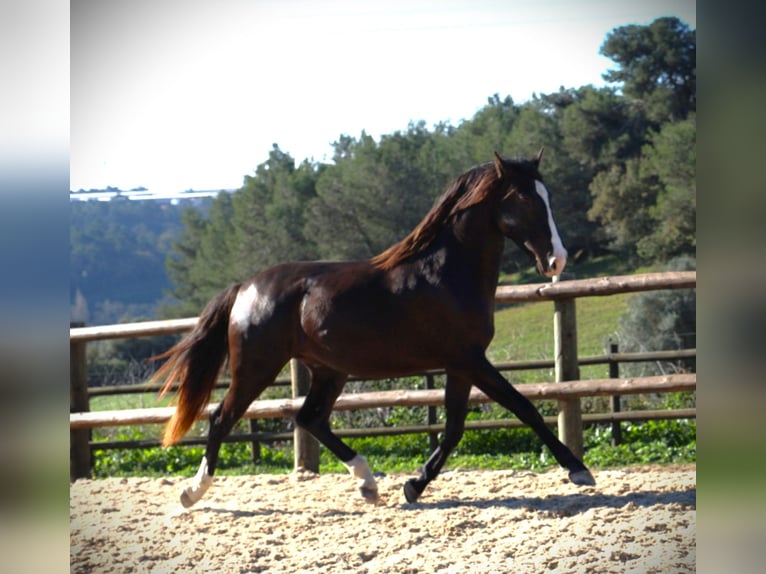 Lusitanien Étalon 3 Ans 163 cm Buckskin in Ribamar