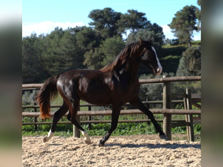 Lusitanien Étalon 3 Ans 163 cm Buckskin in Ribamar