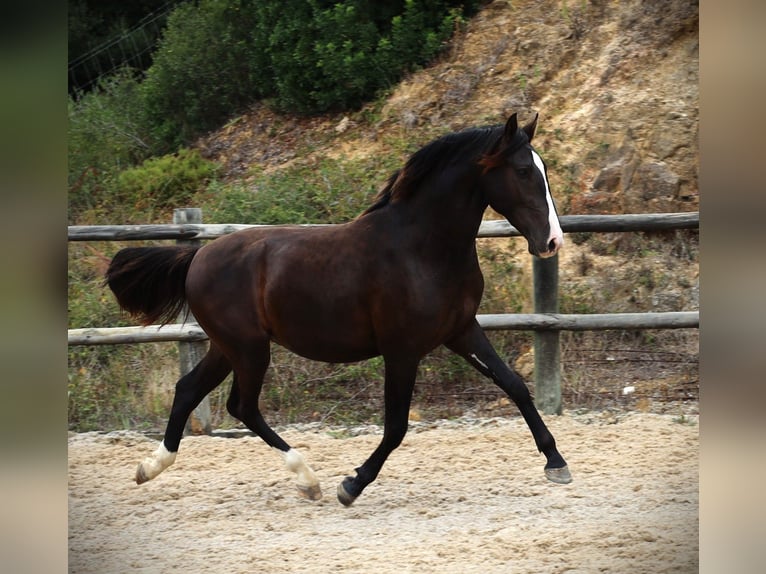 Lusitanien Étalon 3 Ans 163 cm Buckskin in Ribamar