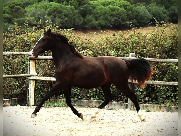 Lusitanien Étalon 3 Ans 163 cm Buckskin in Ribamar