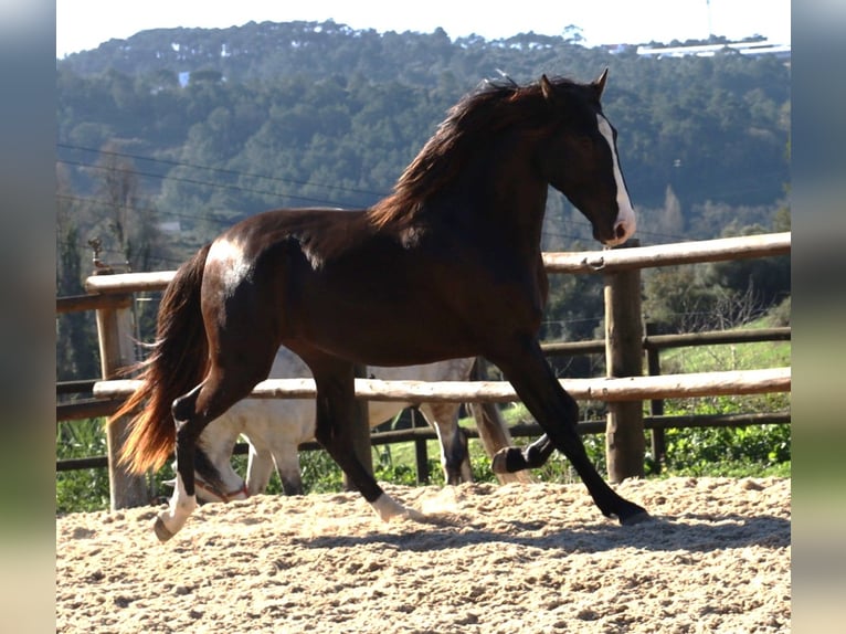 Lusitanien Étalon 3 Ans 163 cm Buckskin in Ribamar