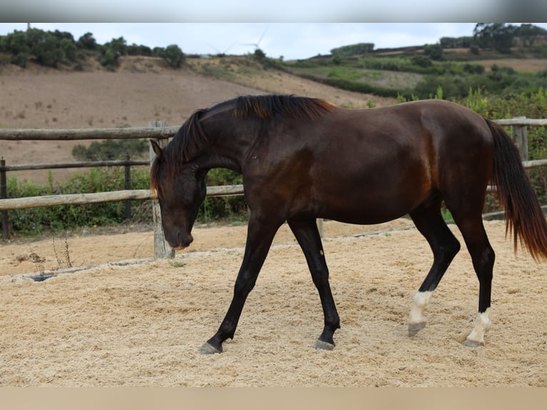 Lusitanien Étalon 3 Ans 163 cm Buckskin in Ribamar