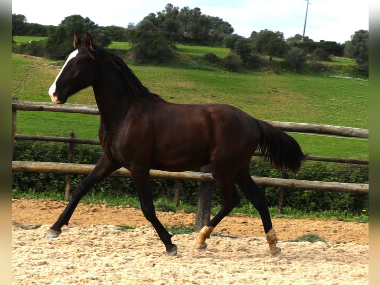 Lusitanien Étalon 3 Ans 163 cm Buckskin in Ribamar