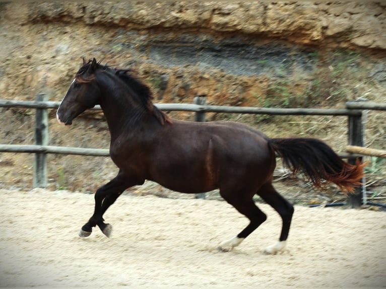 Lusitanien Étalon 3 Ans 163 cm Buckskin in Ribamar