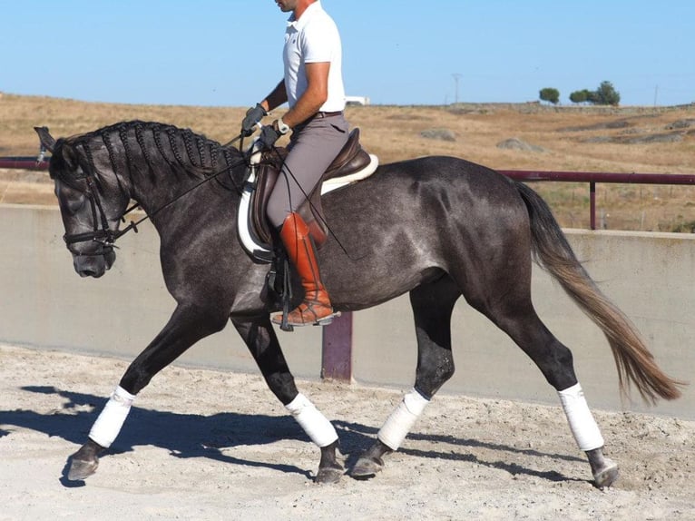 Lusitanien Étalon 3 Ans 163 cm Gris in Navas Del Madroño