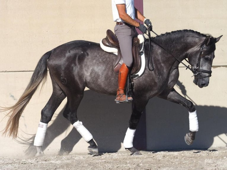 Lusitanien Étalon 3 Ans 163 cm Gris in Navas Del Madroño