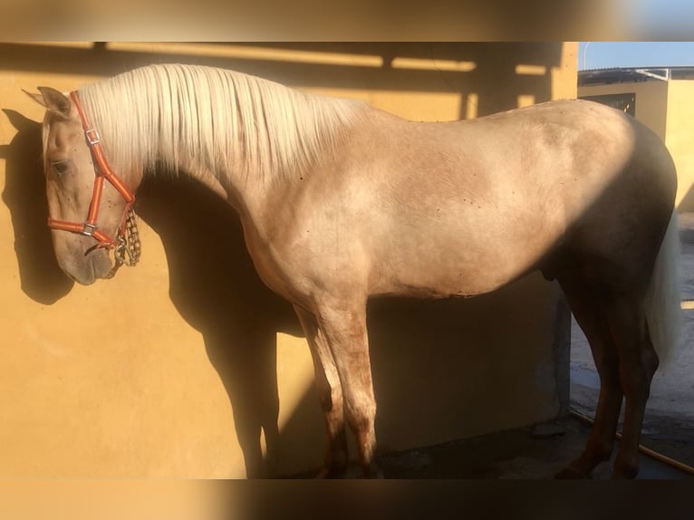 Lusitanien Étalon 3 Ans 163 cm Palomino in Santo Domingo