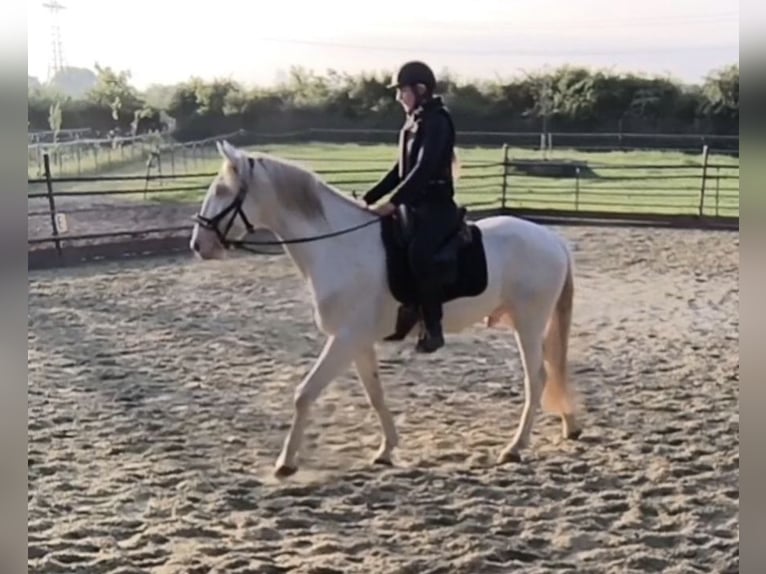 Lusitanien Étalon 3 Ans 163 cm Perlino in Neukirchen-Vluyn