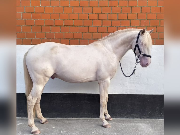 Lusitanien Étalon 3 Ans 163 cm in Neukirchen-Vluyn