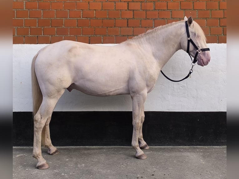 Lusitanien Étalon 3 Ans 163 cm in Neukirchen-Vluyn